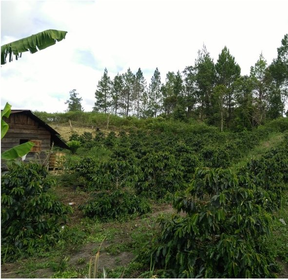 Sumatra Mandheling - Clayton Coffee & Tea